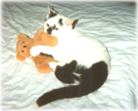 Sneezy playing with a bear